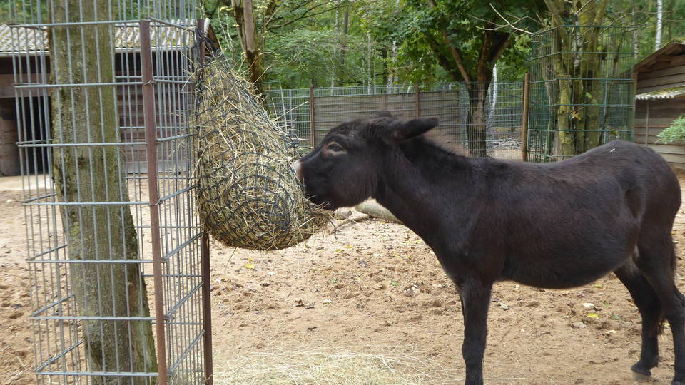 Esel im Tierpark Walldorf