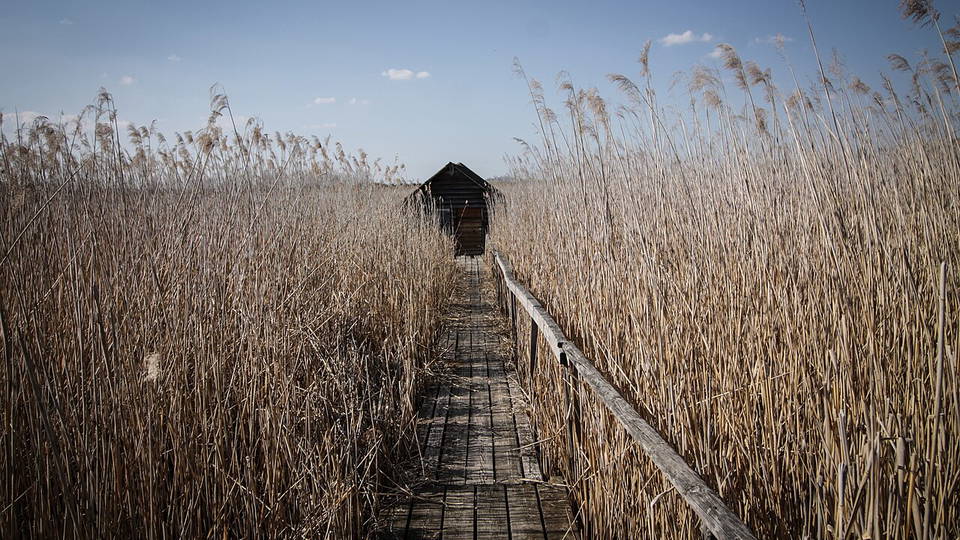 Holzsteg durch hohes Schilf zu einer Beobachtungshütte am Federsee. Aufnahme: 2019-04-19.