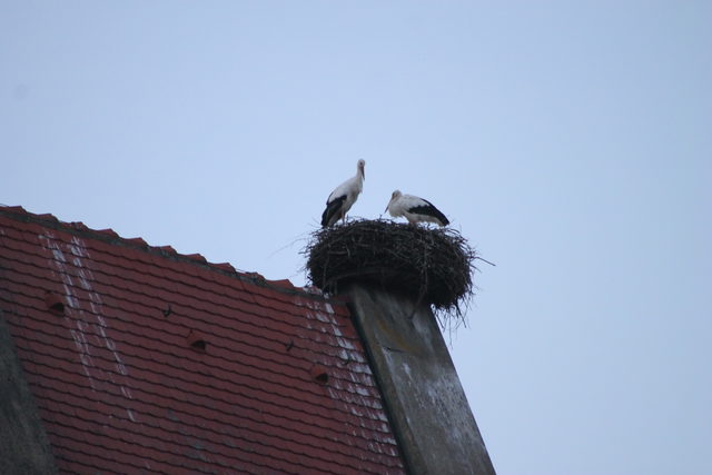 Storchenpaar im Nest auf einem Hausdach in Mengen