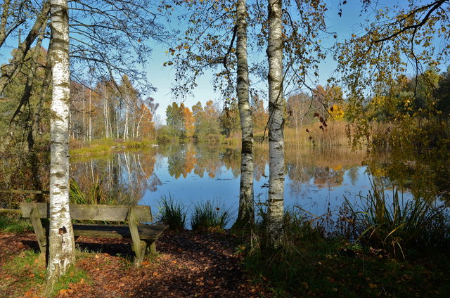 Torfstichsee mit Birken und Sitzbank am Riedlehrpfad bei Wilhelmsdorf.