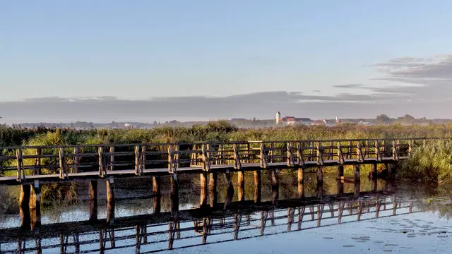 Holzsteg durch Schilf und Wasser am Federsee mit Bad Buchau im Hintergrund.