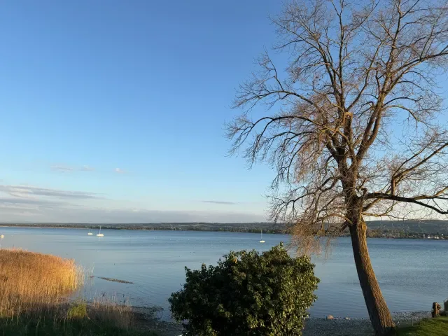 Bodensee-Uferblick am Abend mit Baum am Ufer, ruhigem Wasser und Segelbooten.