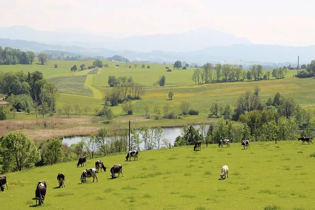 Landschaft mit grasenden Kühen auf einer grünen Wiese, Fluss und Bäume im Hintergrund.