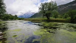 Der Inn braucht Platz: Auwälder in der Gaisau und Milser Au