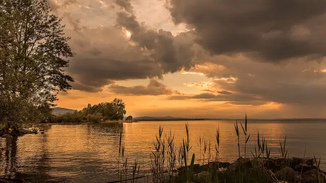 Schilfufer am Rohrspitz im Rheindelta des Bodensees, Aufnahme vom 9. Mai 2018.