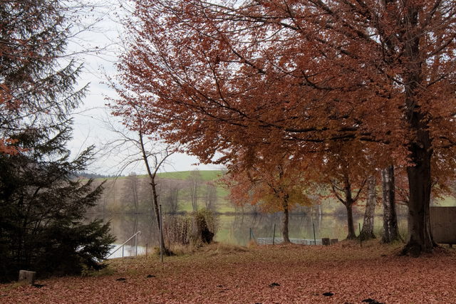 Herbstliche Bäume am Leitgeringer See bei Tittmoning