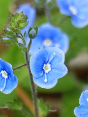 Blaue Blüten in Nahaufnahme