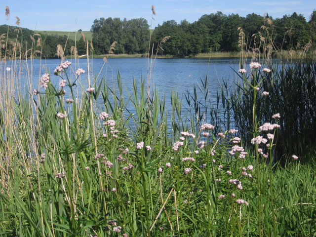 Blühende Uferpflanzen am Illmensee