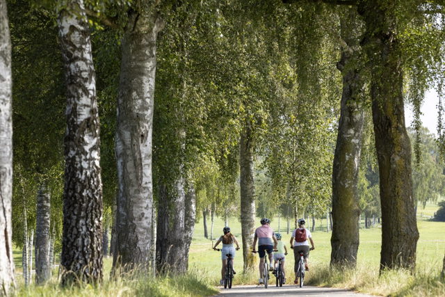 Radfahren auf einer Allee in der oberschwäbischen Landschaft