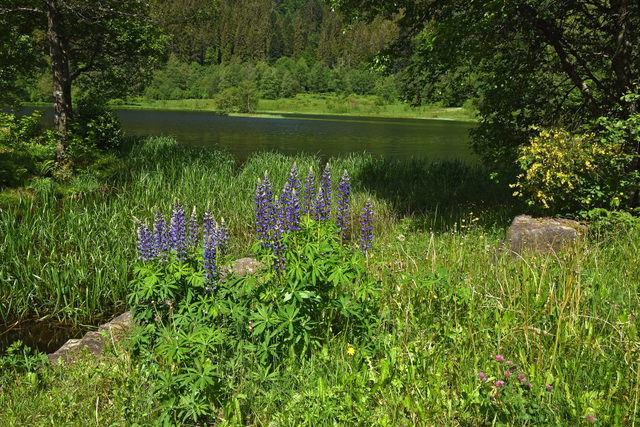Der Sankenbachsee im bewaldeten Talkessel bei Baiersbronn.