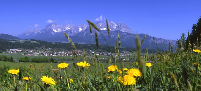 Sommerliche Blumenwiese vor Oberndorf in Tirol und dem Wilden Kaiser