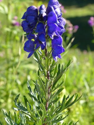 Violette Blüten und grüne Blätter in Nahaufnahme