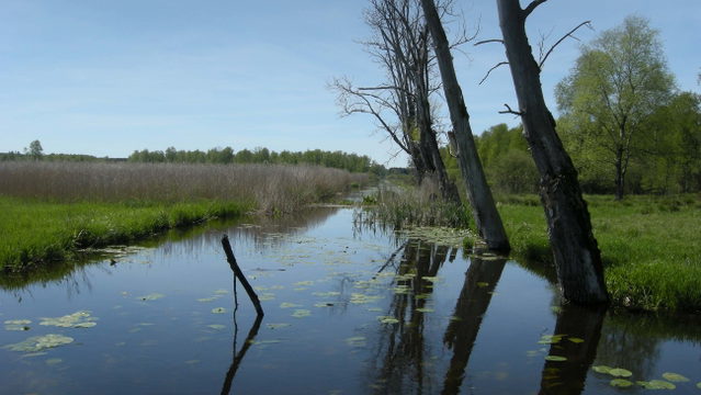 Wasserlauf und Schilfflächen im Naturschutzgebiet Federsee