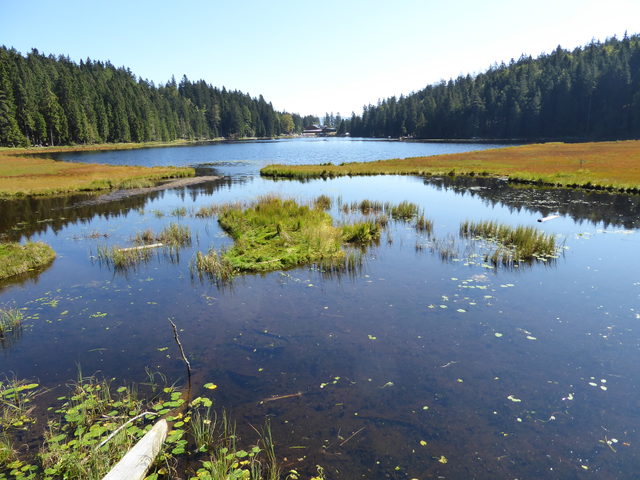 Großer Arbersee mit Schwingrasenflächen und Arberseehaus am gegenüberliegenden Ufer.
