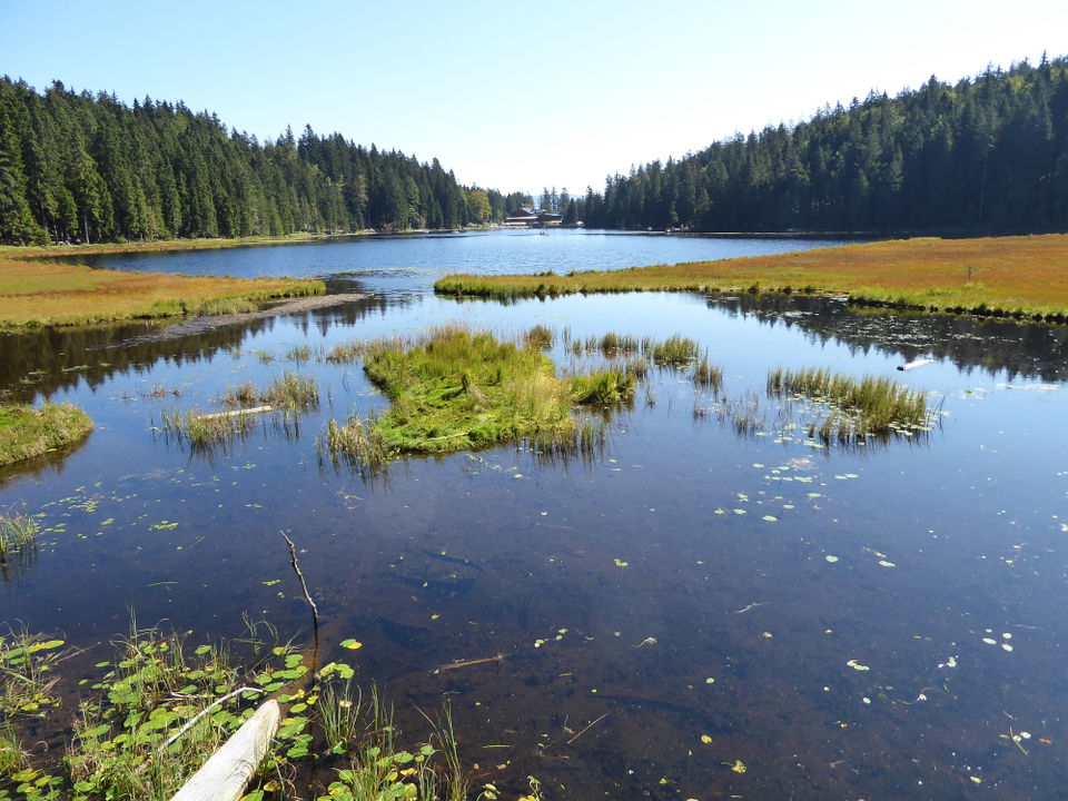 Großer Arbersee: Uferrundweg durch die Wald- und Moorlandschaft