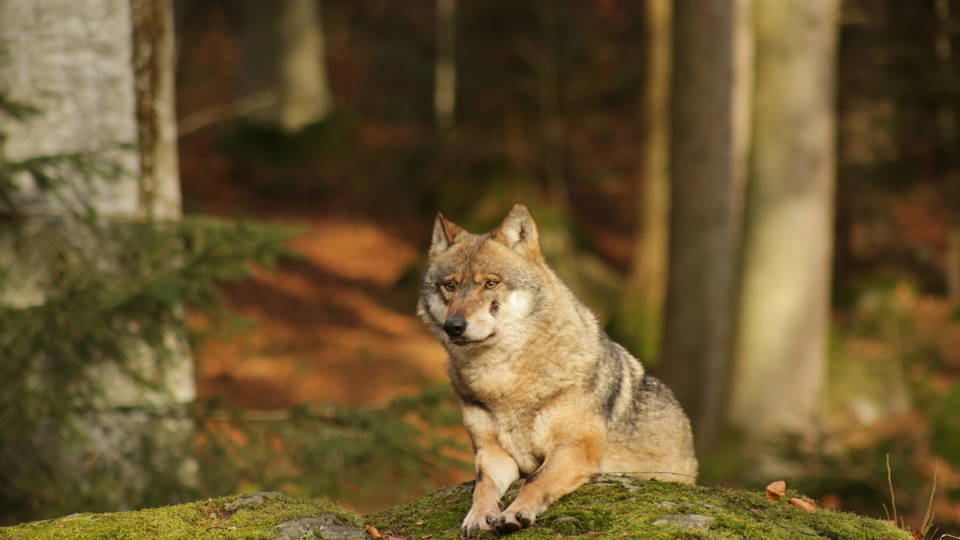 Wolf im Tier-Freigelände des Nationalparkzentrums Lusen bei Neuschönau