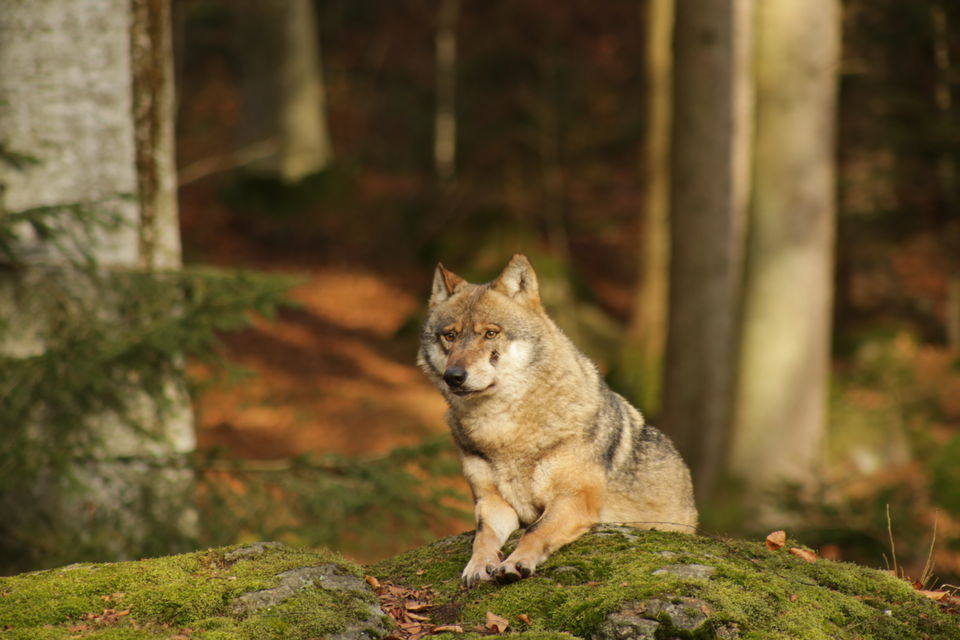 Nationalparkzentrum Lusen: Tier-Freigelände und Waldwissen bei Neuschönau