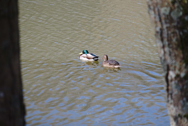 Symbolbild: Enten auf einem Weiher