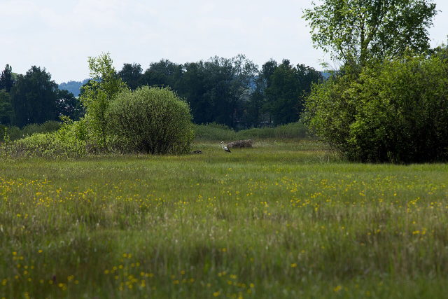 Weißstorch auf einer Wiese im Naturschutzgebiet Pfaffenhauser Moos
