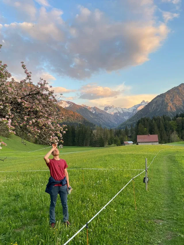 Mann steht am blühenden Obstbaum in einer alpinen Wiesenlandschaft