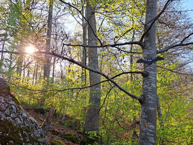 Sonnenlicht zwischen Bäumen und Felsen an der Hexenküche