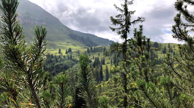 Sommerlicher Almbereich der Rotwandalm im Karwendel mit Nadelbäumen und grünen Hängen