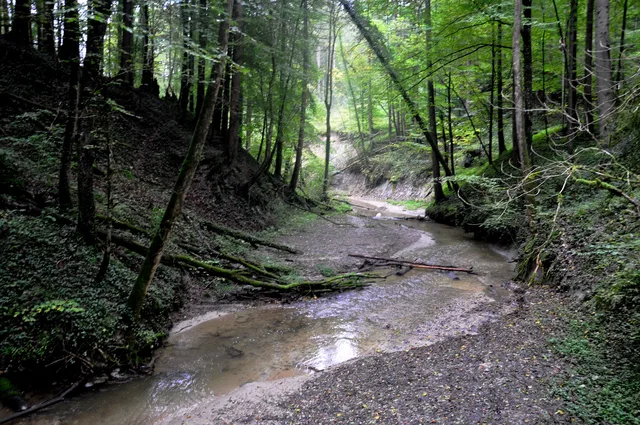 Waldweg mit kleinem Bach, über dem Wasser liegt ein umgestürzter Baumstamm.