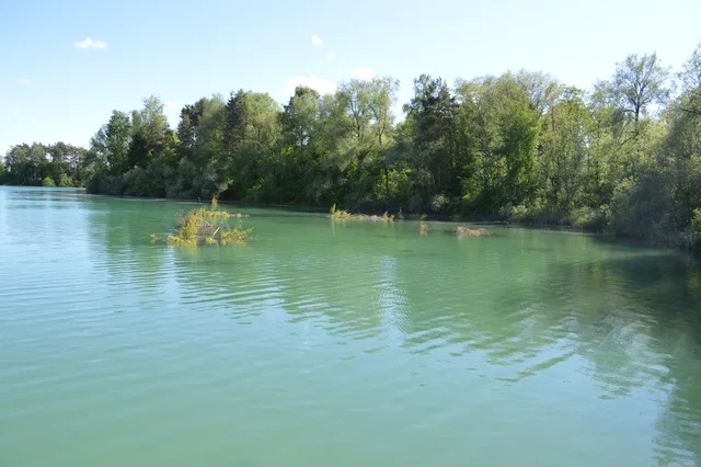 Schilfufer und Gehölze am Schlosssee Salem
