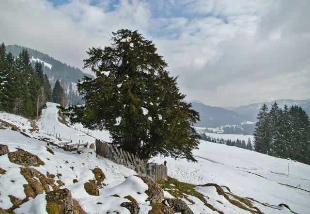 Die Alte Eibe oberhalb von Balderschwang in einer verschneiten Wiese