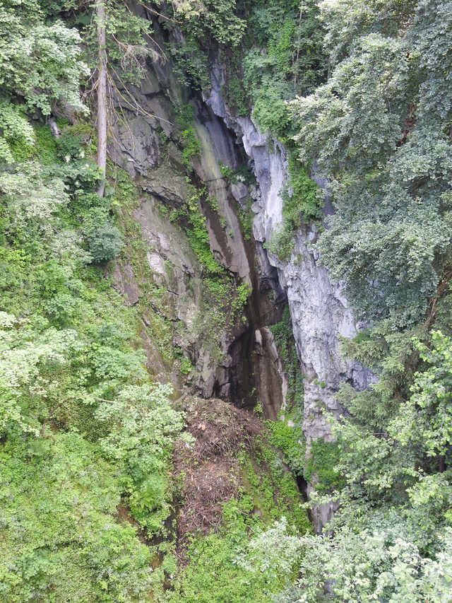 Bewaldete Felswände im Schutzgebiet Glocke in Finkenberg