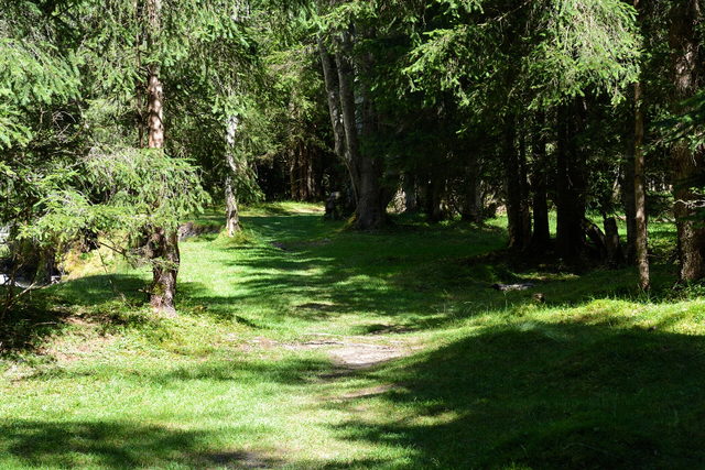 Waldpfad am Naturlehrweg im Seebachtal