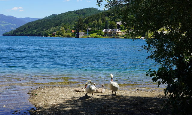 Schwanenfamilie am Millstätter See in Seeboden