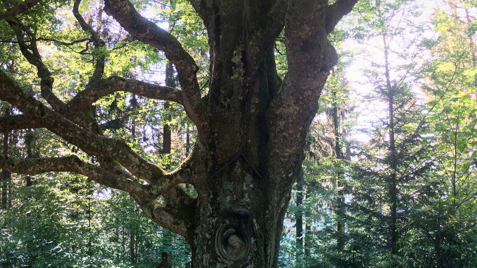 Buche mit eingewachsener Christusfigur am Balzer Herrgott