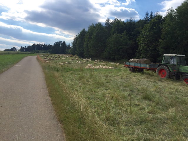 Radweg entlang einer Wiese bei Ostdorf