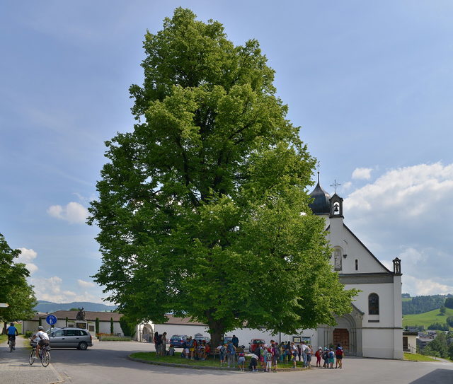 Große Linde vor der Pfarrkirche in Andelsbuch