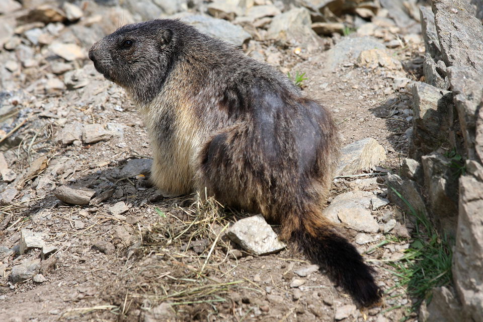 Familienerlebnisse in Assling – Wildpark, Rodelbahn und Vitalpinum