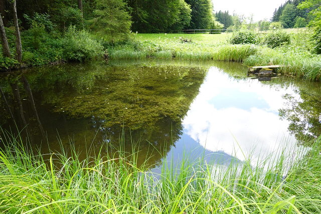 Grüner Weiher mit Wasserspiegelung bei der Katzbrui-Mühle
