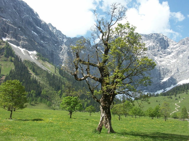 Alter Bergahorn am Großen Ahornboden im Karwendel