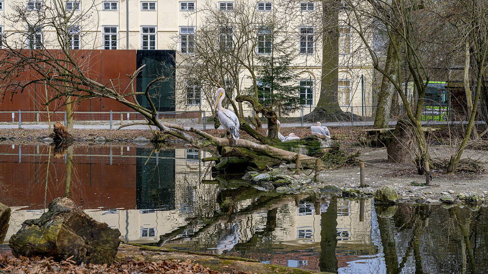 Pelikangehege im Tiergarten Wels