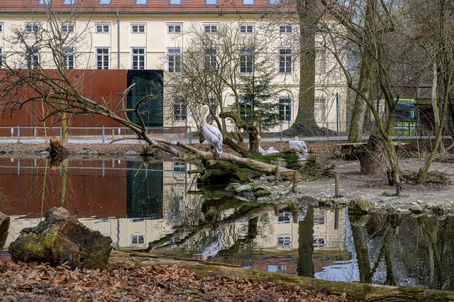 Pelikangehege im Tiergarten Wels