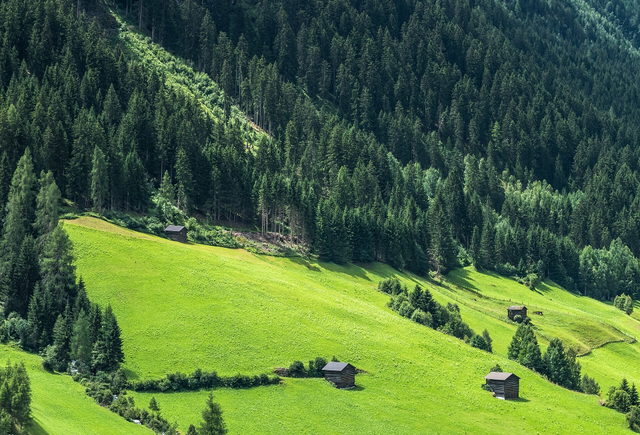 Grüne Bergwiesen und Wald oberhalb von Kappl