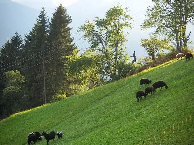 Montafoner Steinschafe auf einer Aufnahme aus Bartholomäberg von 2008.