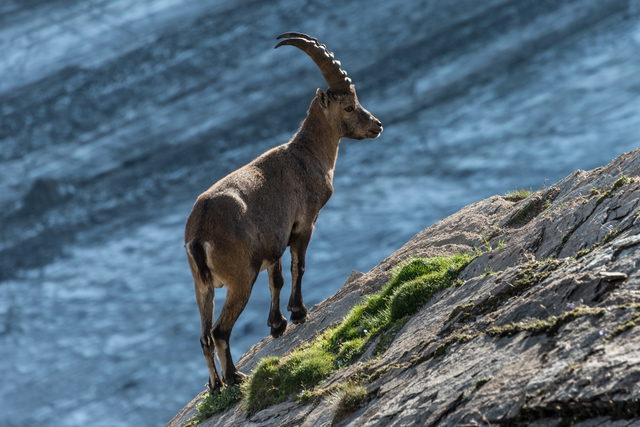 Symbolbild: Alpensteinbock in den Hohen Tauern. Keine Originalaufnahme des Anbieters.