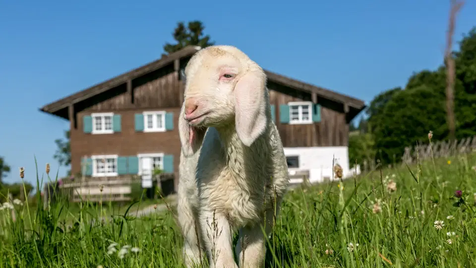 Schaf im Gras vor einem Holzbauernhof bei sonnigem Himmel
