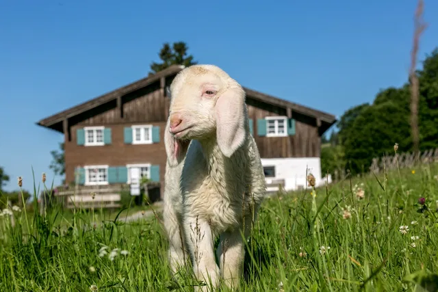 Schaf im Gras vor einem Holzbauernhof bei sonnigem Himmel