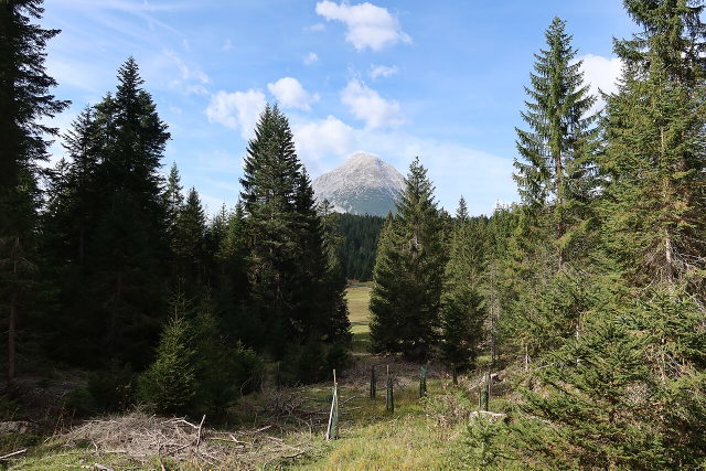 Umgebungsmotiv: Waldweg im Gebiet Wildmoos bei Seefeld mit Blick zur Hohen Munde