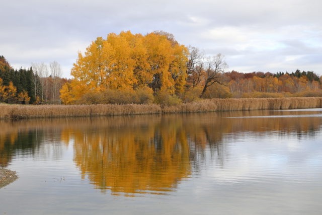 Herbstliche Uferlandschaft am Seehamer See bei Weyarn.
