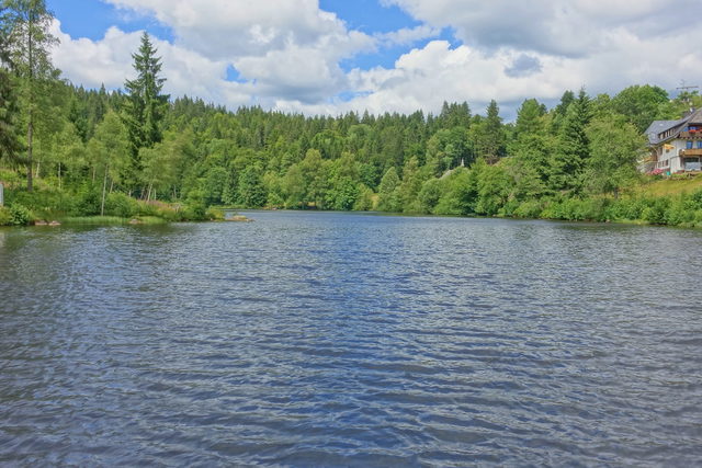 Klosterweiher in Dachsberg mit bewaldetem Ufer