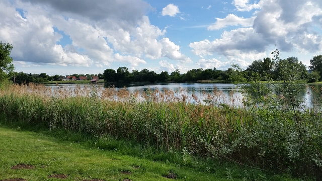 Symbolbild: Naturbadesee mit Schilf und grünem Ufer