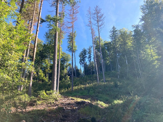 Umgebungsmotiv: Sonniger Wald bei Hocheck in Bad Kohlgrub
